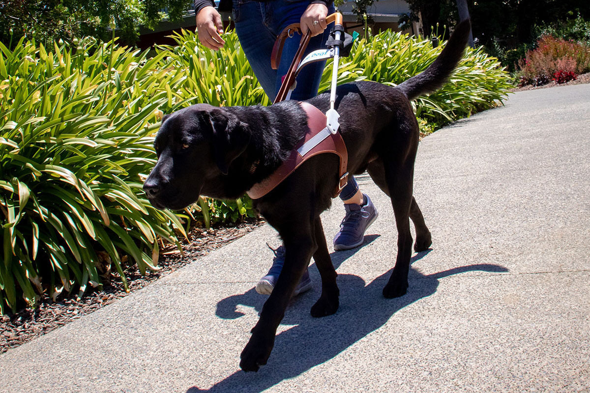 A person walks with a black Lab guide dog.