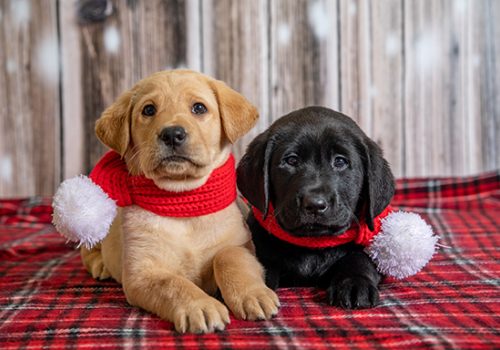 A yellow Lab puppy and a black Lab puppy wearing red winter scarves sit side by side on a red flannel blanket.
