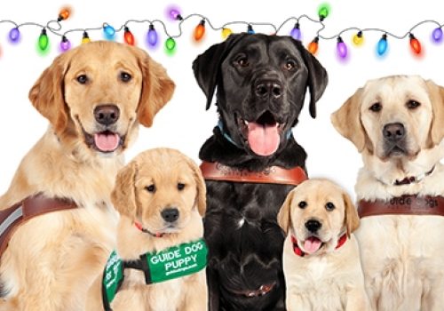 Five dogs against a white background, with a strand of colorful holiday lights across the top.