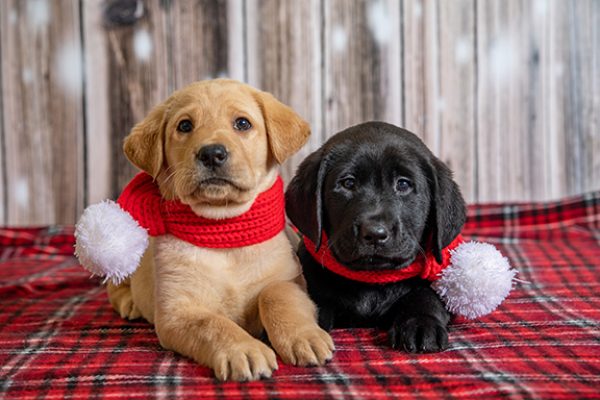 A yellow Lab puppy and a black Lab puppy wearing red winter scarves sit side by side on a red flannel blanket.