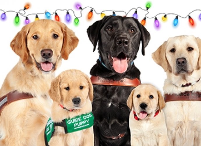 Five dogs against a white background, with a strand of colorful holiday lights across the top.
