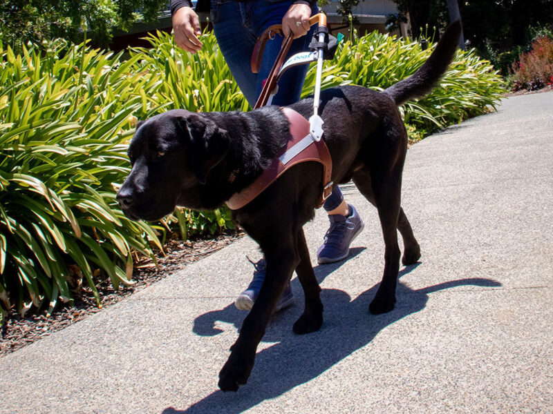 A person walks with a black Lab guide dog.